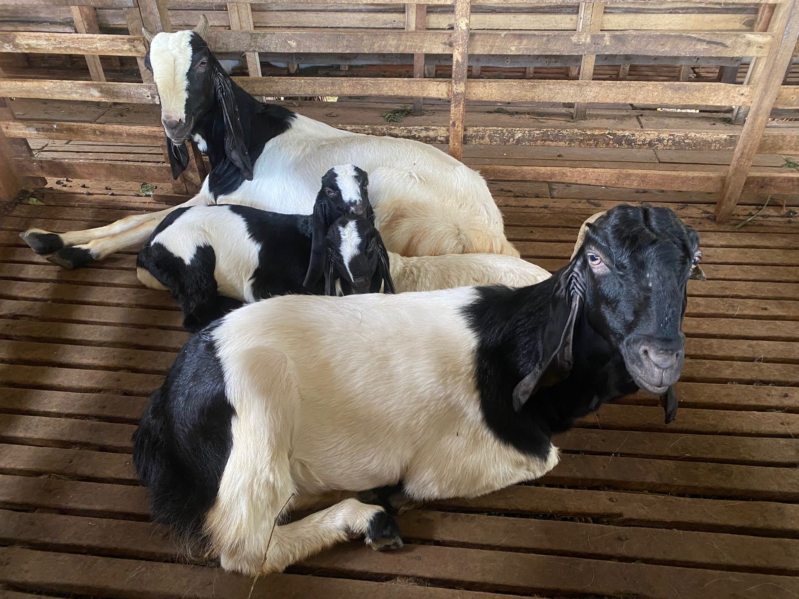 Kambing Jawa Biasa